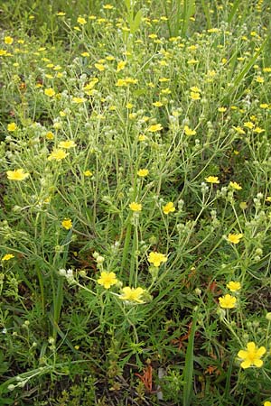 Potentilla argentea agg. \ Silber-Fingerkraut / Hoary Cinquefoil, D Frankfurt Airport 15.6.2013