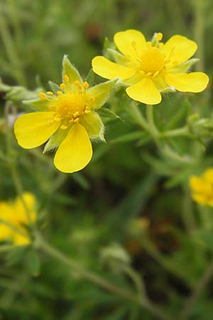 Potentilla argentea agg. \ Silber-Fingerkraut / Hoary Cinquefoil, D Frankfurt Airport 15.6.2013