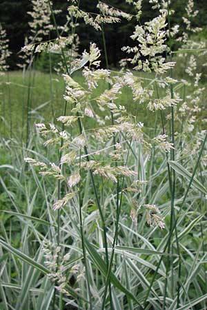 Phalaris arundinacea var. picta \ Buntes Glanzgras / Variegated Ribbon Grass, Gardener's Garters, D Lobbach-Waldwimmersbach 21.6.2013