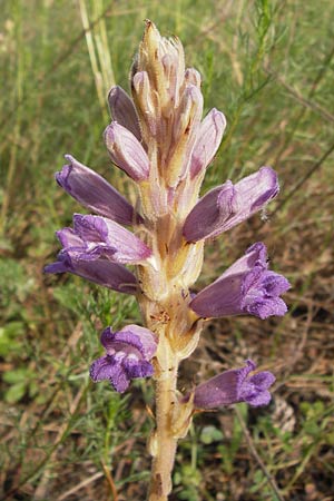 Phelipanche arenaria \ Sand-Sommerwurz / Wormwood Broomrape, D Jugenheim an der Bergstraße 28.6.2013