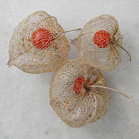 Physalis alkekengi \ Judenkirsche, Lampionblume / Japanese Lantern, Bladder Cherry, D Mannheim 6.4.2014