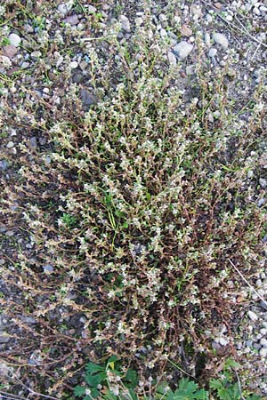 Polygonum arenastrum \ Trittrasen-Vogel-Knterich / Equal-Leaved Knotgrass, D Mannheim 16.9.2014