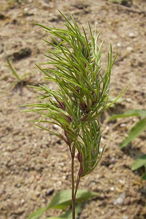 Poa bulbosa \ Knolliges Rispengras / Bulbous Meadow Grass, D Germersheim-Lingenfeld 1.5.2009