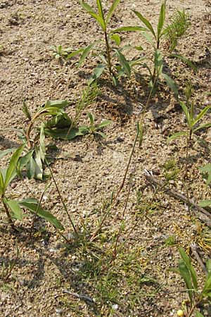 Poa bulbosa \ Knolliges Rispengras / Bulbous Meadow Grass, D Germersheim-Lingenfeld 1.5.2009