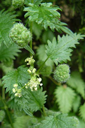 Urtica pilulifera \ Pillen-Brenn-Nessel / Roman Nettle, D Botan. Gar.  Universit.  Mainz 13.9.2008