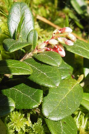 Vaccinium vitis-idaea \ Preiselbeere / Cowberry, Lingonberry, D Schwarzwald/Black-Forest, Kaltenbronn 8.6.2013