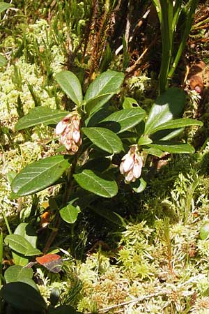 Vaccinium vitis-idaea \ Preiselbeere / Cowberry, Lingonberry, D Schwarzwald/Black-Forest, Kaltenbronn 8.6.2013