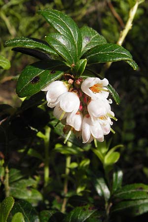 Vaccinium vitis-idaea \ Preiselbeere / Cowberry, Lingonberry, D Schwarzwald/Black-Forest, Kaltenbronn 18.6.2013