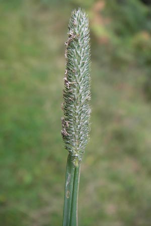 Phleum nodosum \ Knolliges Lieschgras, Bertolonis Wiesen-Lieschgras / Smaller Cat's-Tail, D Odenwald, Erbach 24.8.2013