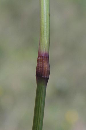 Phleum nodosum \ Knolliges Lieschgras, Bertolonis Wiesen-Lieschgras / Smaller Cat's-Tail, D Odenwald, Erbach 24.8.2013