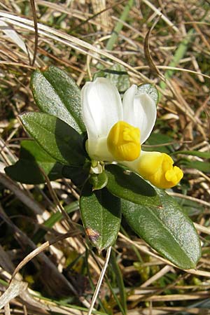 Polygala chamaebuxus \ Buchs-Kreuzblume, Buchs-Kreuzblmchen / Shrubby Milkwort, D Augsburg 18.4.2009