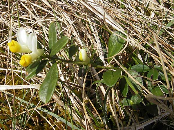 Polygala chamaebuxus \ Buchs-Kreuzblume, Buchs-Kreuzblmchen / Shrubby Milkwort, D Augsburg 18.4.2009