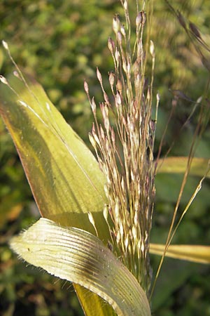 Panicum capillare \ Haarstige Rispen-Hirse / Witchgrass, D Karlsruhe 4.9.2010