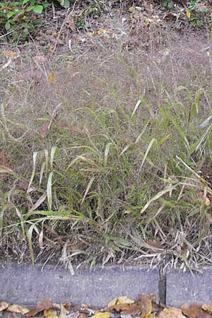 Panicum capillare \ Haarstige Rispen-Hirse / Witchgrass, D Weinheim an der Bergstraße 1.11.2010