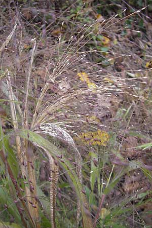 Panicum capillare \ Haarstige Rispen-Hirse / Witchgrass, D Weinheim an der Bergstraße 1.11.2010