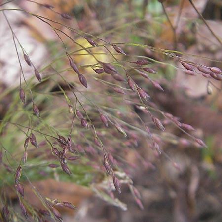 Panicum capillare \ Haarstige Rispen-Hirse / Witchgrass, D Weinheim an der Bergstraße 1.11.2010