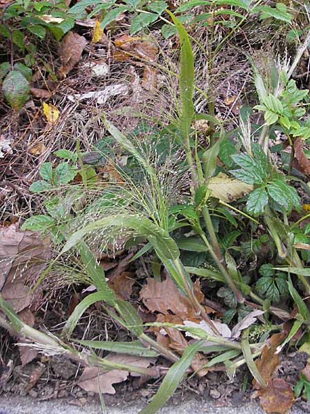 Panicum capillare \ Haarstige Rispen-Hirse / Witchgrass, D Weinheim an der Bergstraße 1.11.2010