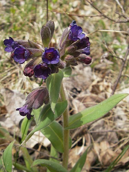 Pulmonaria collina \ Hgel-Lungenkraut / Hill Lungwort, D Rottenburg 31.3.2012