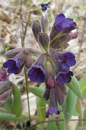 Pulmonaria collina \ Hgel-Lungenkraut / Hill Lungwort, D Rottenburg 31.3.2012