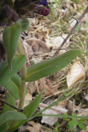 Pulmonaria collina \ Hgel-Lungenkraut / Hill Lungwort, D Rottenburg 31.3.2012