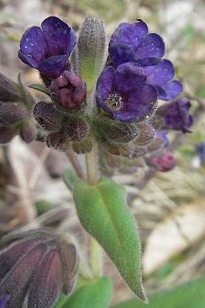 Pulmonaria collina \ Hgel-Lungenkraut / Hill Lungwort, D Rottenburg 31.3.2012