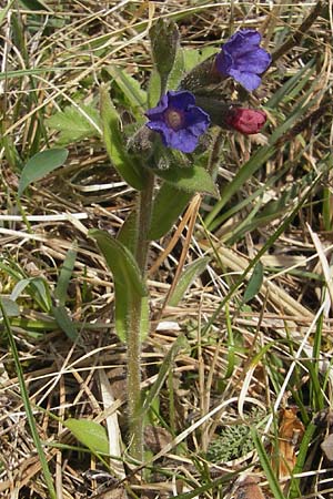 Pulmonaria collina \ Hgel-Lungenkraut / Hill Lungwort, D Rottenburg 31.3.2012