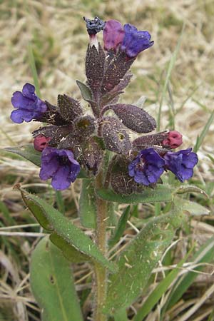 Pulmonaria collina \ Hgel-Lungenkraut / Hill Lungwort, D Rottenburg 31.3.2012
