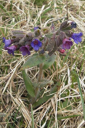 Pulmonaria collina \ Hgel-Lungenkraut / Hill Lungwort, D Rottenburg 31.3.2012