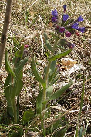 Pulmonaria collina \ Hgel-Lungenkraut / Hill Lungwort, D Rottenburg 31.3.2012