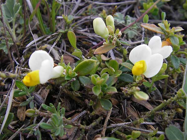 Polygala chamaebuxus \ Buchs-Kreuzblume, Buchs-Kreuzblmchen / Shrubby Milkwort, D Eching 5.5.2012