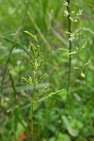 Poa trivialis \ Gewhnliches Rispengras / Rough Blue Grass, D Mannheim 12.6.2012