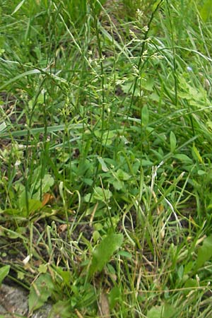 Poa trivialis \ Gewhnliches Rispengras / Rough Blue Grass, D Mannheim 12.6.2012