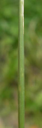Poa trivialis \ Gewhnliches Rispengras / Rough Blue Grass, D Mannheim 12.6.2012