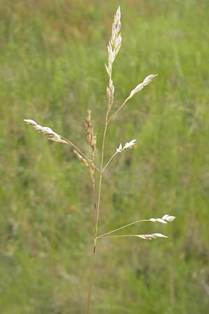 Poa trivialis \ Gewhnliches Rispengras / Rough Blue Grass, D Mannheim 12.6.2012