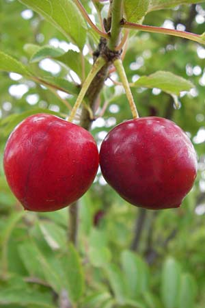 Prunus cerasifera \ Kirschpflaume / Cherry Plum, D Mannheim 16.7.2012