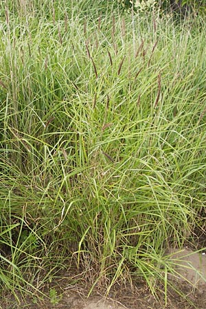 Cenchrus flaccidus \ Schlaffes Federborsten-Gras / Himalayan Fountain Grass, D Jugenheim an der Bergstra&szlig;e 28.6.2013