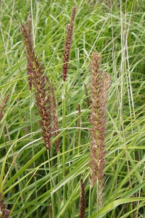 Cenchrus flaccidus \ Schlaffes Federborsten-Gras / Himalayan Fountain Grass, D Jugenheim an der Bergstra&szlig;e 28.6.2013