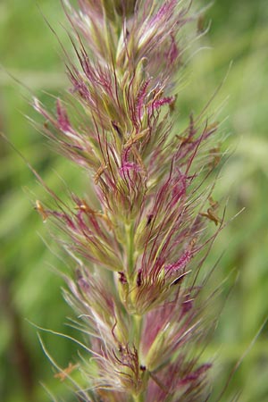 Cenchrus flaccidus \ Schlaffes Federborsten-Gras / Himalayan Fountain Grass, D Jugenheim an der Bergstra&szlig;e 28.6.2013