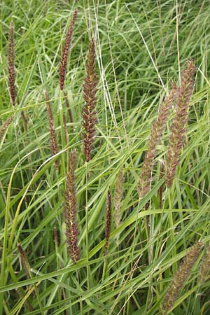 Cenchrus flaccidus \ Schlaffes Federborsten-Gras / Himalayan Fountain Grass, D Jugenheim an der Bergstra&szlig;e 28.6.2013