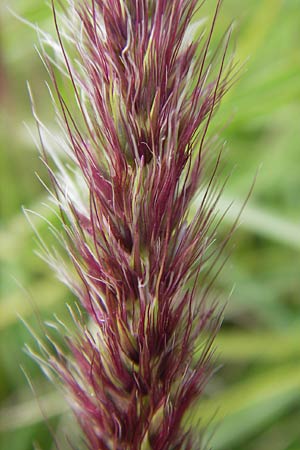 Cenchrus flaccidus \ Schlaffes Federborsten-Gras / Himalayan Fountain Grass, D Jugenheim an der Bergstra&szlig;e 28.6.2013