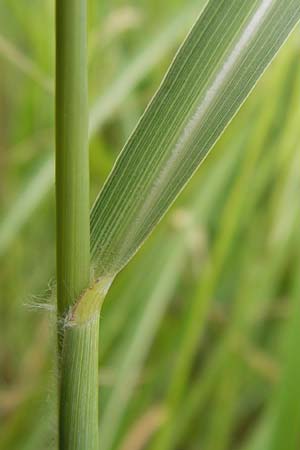 Cenchrus flaccidus \ Schlaffes Federborsten-Gras / Himalayan Fountain Grass, D Jugenheim an der Bergstra&szlig;e 28.6.2013