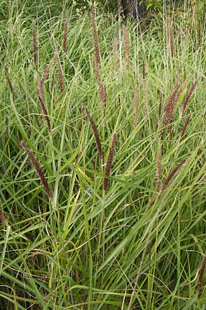 Cenchrus flaccidus \ Schlaffes Federborsten-Gras / Himalayan Fountain Grass, D Jugenheim an der Bergstra&szlig;e 28.6.2013