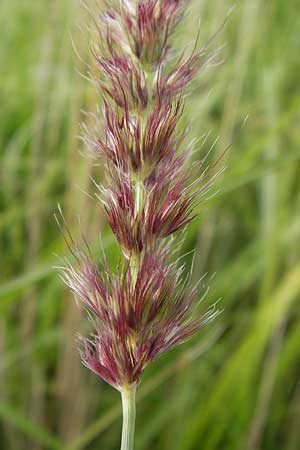 Cenchrus flaccidus \ Schlaffes Federborsten-Gras / Himalayan Fountain Grass, D Jugenheim an der Bergstra&szlig;e 28.6.2013