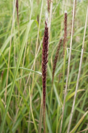 Cenchrus flaccidus \ Schlaffes Federborsten-Gras / Himalayan Fountain Grass, D Jugenheim an der Bergstra&szlig;e 28.6.2013