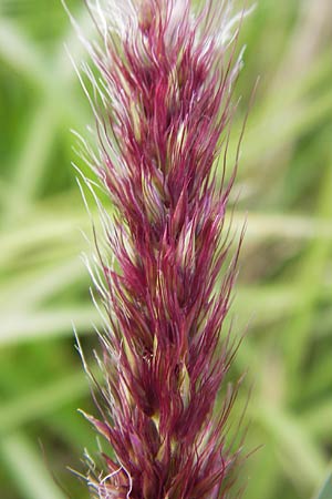 Cenchrus flaccidus \ Schlaffes Federborsten-Gras / Himalayan Fountain Grass, D Jugenheim an der Bergstra&szlig;e 28.6.2013