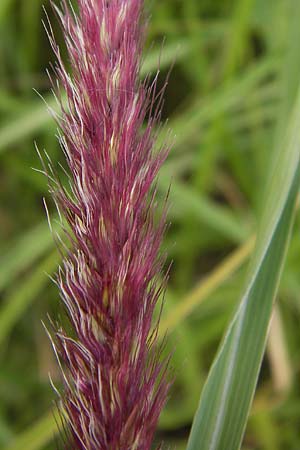 Cenchrus flaccidus \ Schlaffes Federborsten-Gras / Himalayan Fountain Grass, D Jugenheim an der Bergstra&szlig;e 28.6.2013