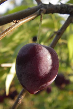 Prunus cerasifera \ Kirschpflaume / Cherry Plum, D Mannheim 19.8.2013