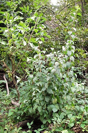 Philadelphus coronarius \ Europischer Pfeifenstrauch, Falscher Jasmin, D Heidelberg 19.9.2013