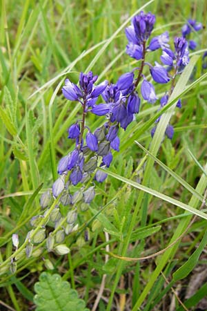Polygala vulgaris \ Gewhnliche Kreuzblume, Gewhnliches Kreuzblmchen / Common Milkwort, D Ketsch 16.5.2014
