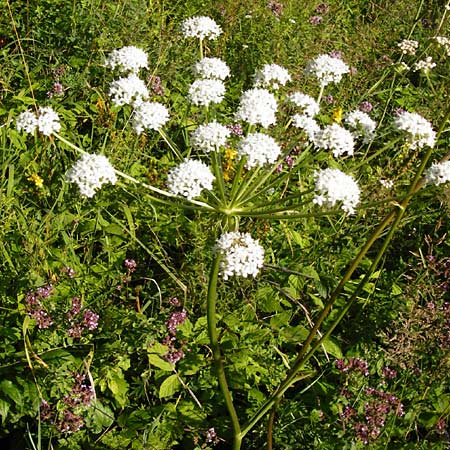 Peucedanum cervaria \ Hirschwurz-Haarstrang / Broad-Leaved Spignel, D Hemsbach 7.8.2014